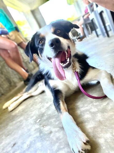 Bucky the border collie mix graduated behavior training and has his tongue hanging long out of his mouth after training 