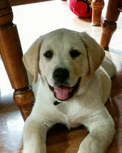 Yellow Lab puppy lay under dining room chair