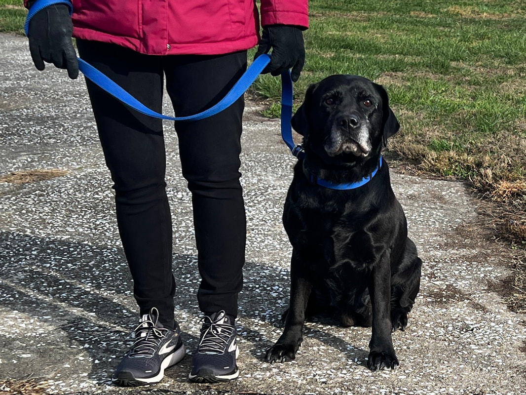 Black lab sits side by side with owner during Private Class Training