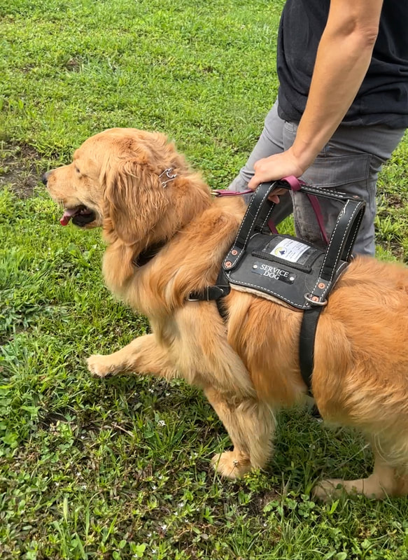 Service Dog Rio wearing stability harness while trainer teaches his to brace against weight
