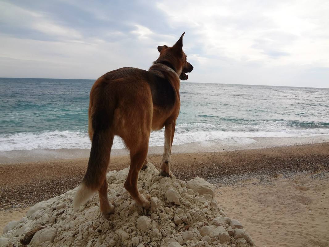 Joey the Italian shepherd stands on a tall rock overlooking the Mediterranean Sea