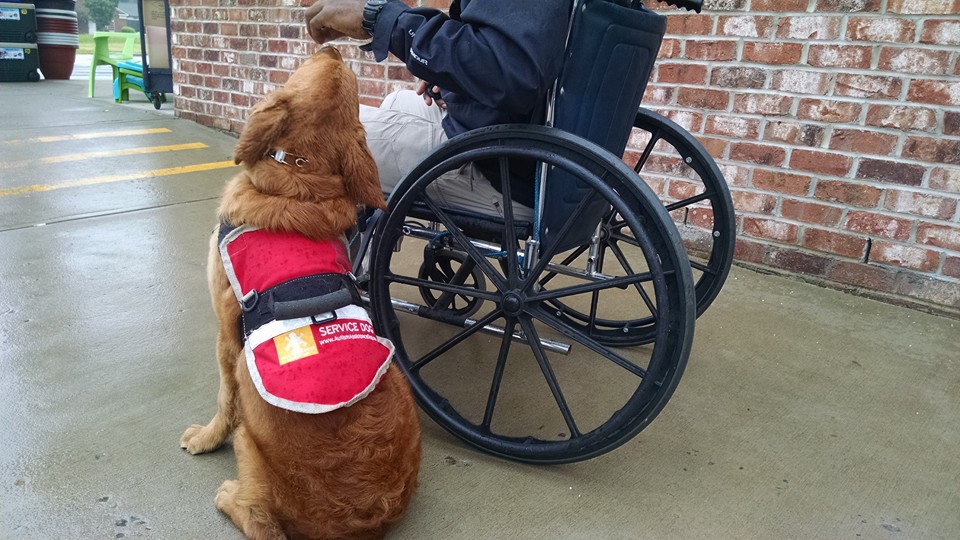 Service Dog Kipp at Highland Canine learning mobility tasks