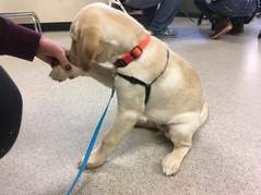 Yellow lab puppy learn to lift his paw at Bergin University of Canine Studies