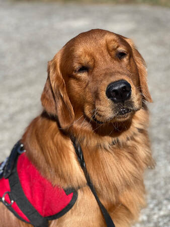 Gentle golden retriever is training for his Therapy Dog certification test