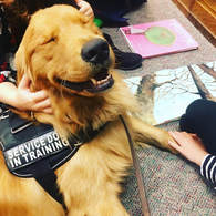Service dog in training gets her ears rubbed by the kids in class