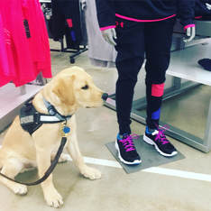 Service dog Mickey sits next to mannequin at department store