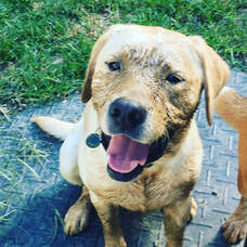 Yellow lab. puppy with mud on face and. paws