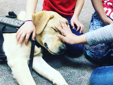 Service dog lays on child's lap at school