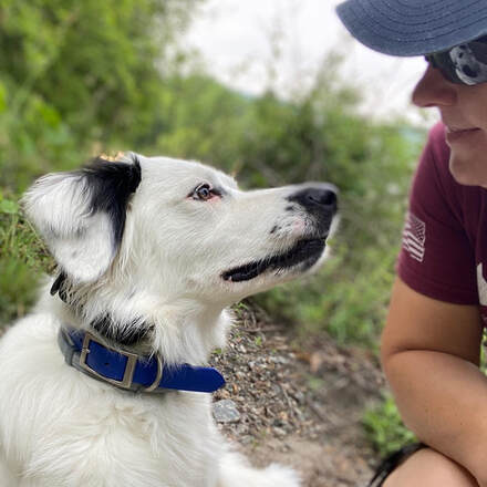 Betsy the rescue border collie mix looks lovingly into her trainers eyes during Off Leash training