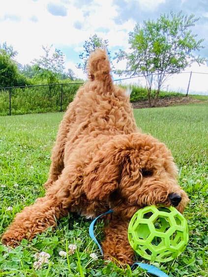 Golden doodle puppy catches big ball in yard