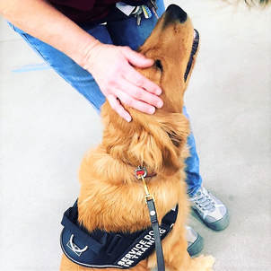 Facility dog being petted by staff