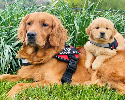 Service Dog Summer with her 8 week old puppy Jada laying on her back both wearing working vests
