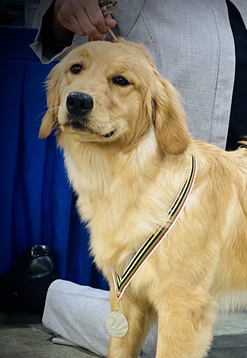 Service dog Zara at the IABCA Dog Show wins International Junior Puppy