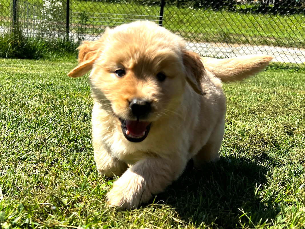 golden retriever puppy running in yard