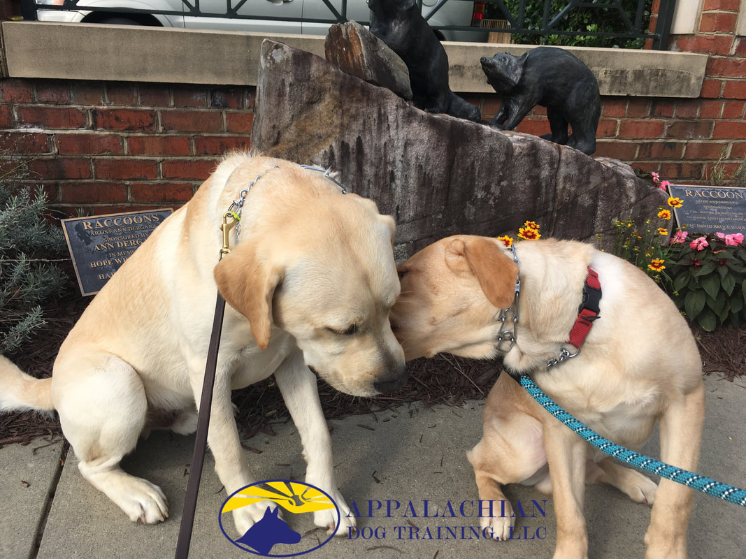 yellow lab tells a secret to another yellow lab in Brevard NC