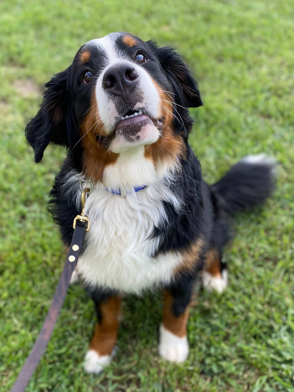 Bernese mountain dog sits calmly waiting for her treat