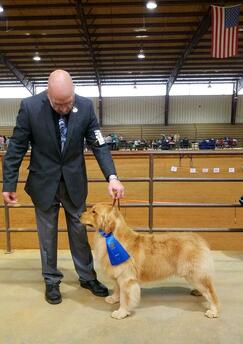 Champion golden retriever at dog show with blue ribbon