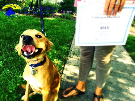 Dog with training diploma