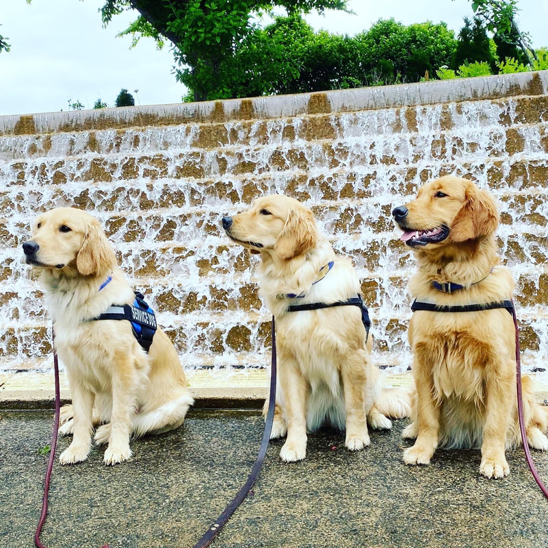 3 golden retriever service dogs pose together at a training event