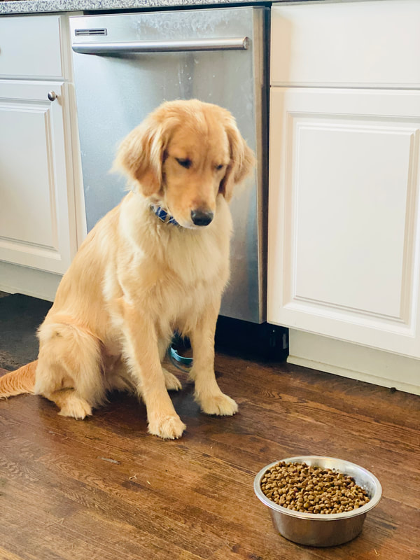 Service Dog Nina waits for permission to eat her bowl of food